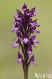 Lady Orchid x Three-toothed orchid (Orchis purpurea x Neotinea tridentata)