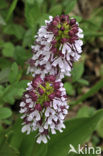 Lady Orchid (Orchis purpurea)