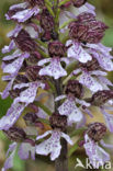 Lady Orchid (Orchis purpurea)