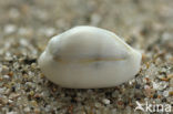 Monetaria annulus