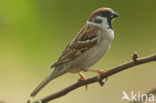 Eurasian Tree Sparrow (Passer montanus)