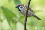 Eurasian Tree Sparrow (Passer montanus)