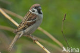 Eurasian Tree Sparrow (Passer montanus)