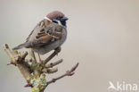 Eurasian Tree Sparrow (Passer montanus)