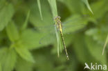 Rivierrombout (Gomphus flavipes) 