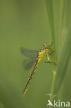 Yellow-legged Dragonfly (Gomphus flavipes)