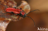 Rode boktor (Pyrrhidium sanguineum)