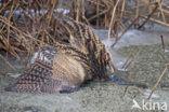 Bittern (Botaurus stellaris)