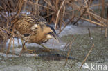 Bittern (Botaurus stellaris)