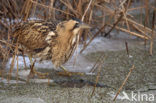 Bittern (Botaurus stellaris)