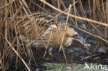 Bittern (Botaurus stellaris)