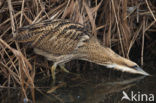 Bittern (Botaurus stellaris)