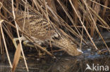 Bittern (Botaurus stellaris)