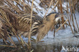 Bittern (Botaurus stellaris)