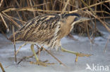 Bittern (Botaurus stellaris)