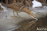 Bittern (Botaurus stellaris)