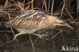 Bittern (Botaurus stellaris)