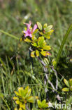 Rusty-leaved Alpenrose (Rhododendron ferrugineum)