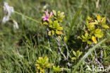 Rusty-leaved Alpenrose (Rhododendron ferrugineum)