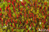 Bristly Haircap (Polytrichum piliferum)