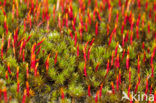 Bristly Haircap (Polytrichum piliferum)