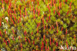 Bristly Haircap (Polytrichum piliferum)