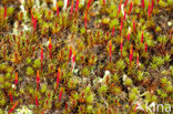 Bristly Haircap (Polytrichum piliferum)