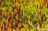 Bristly Haircap (Polytrichum piliferum)