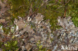 Ruig leermos (Peltigera praetextata) 