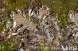 Scaly dog-lichen (Peltigera praetextata)