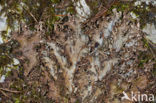 Scaly dog-lichen (Peltigera praetextata)