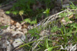 Hairy Woodrush (Luzula pilosa)