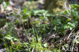 Hairy Woodrush (Luzula pilosa)