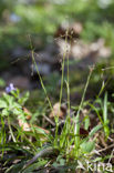 Hairy Woodrush (Luzula pilosa)