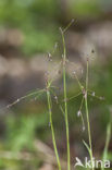 Ruige veldbies (Luzula pilosa)