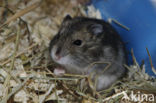 Dzhungarian hamster (Phodopus sungorus)