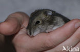 Dzhungarian hamster (Phodopus sungorus)
