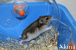 Russische dwerghamster (Phodopus sungorus)