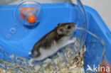 Dzhungarian hamster (Phodopus sungorus)