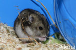 Dzhungarian hamster (Phodopus sungorus)