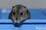 Dzhungarian hamster (Phodopus sungorus)