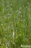 Corn Gromwell (Lithospermum arvense)