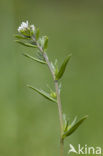 Ruw parelzaad (Lithospermum arvense) 