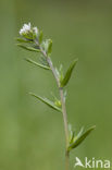 Corn Gromwell (Lithospermum arvense)