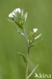 Corn Gromwell (Lithospermum arvense)