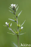 Corn Gromwell (Lithospermum arvense)