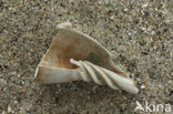 Scaphella lamberti