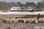 Schaap (Ovis domesticus)