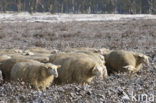 Sheep (Ovis domesticus)