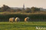 Schaap (Ovis domesticus)